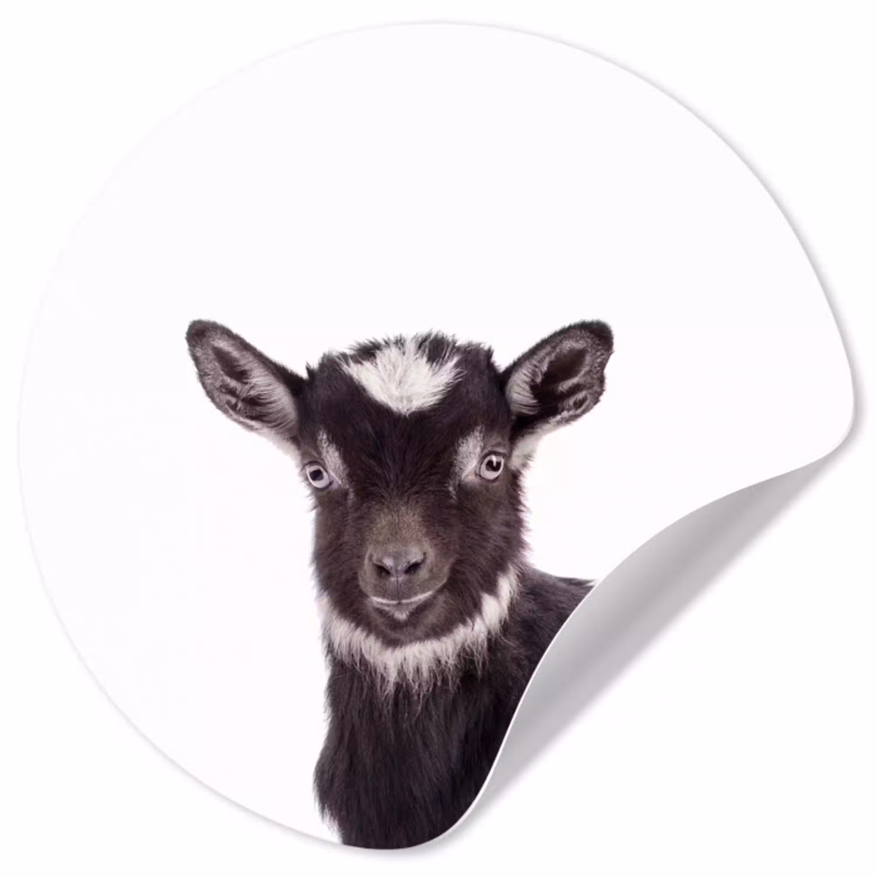 Boerderijdieren - Geit - Kind - Jongen - Meisjes Wandcirkel behangsticker klein -3d