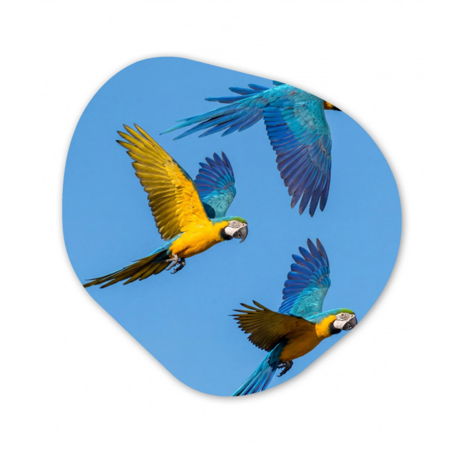 Papagaai - Vliegen - Blauw - Geel Wandcirkel Organisch Aluminium middel -3d