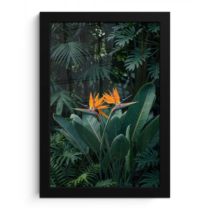 Paradijsvogel - Bloem - Exotisch fotolijst zwart zonder passe partout klein -3d