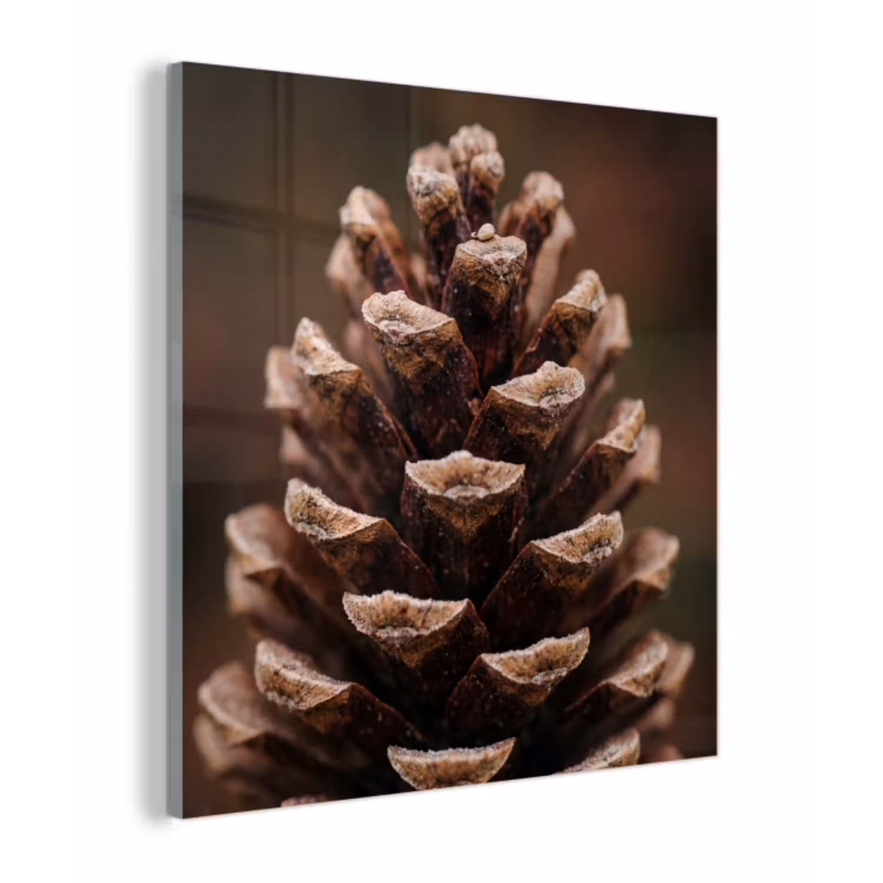 Dennenappel - Bos - Herfst - Bruin - Sfeervol plexiglas 5mm klein -z3d