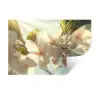 Bloesems - Wit - Zonnestralen -  Bloemblaadjes Muursticker klein -3d