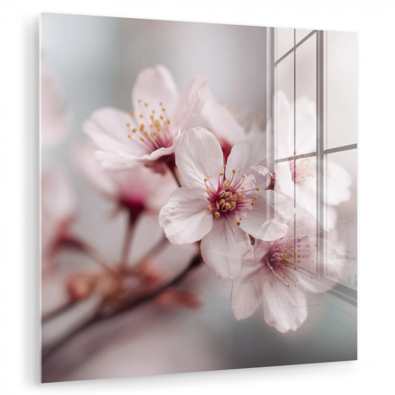 Bloesems - Meeldraden - Geel - Wazig plexiglas 5mm klein -zzzproduct_nieuw