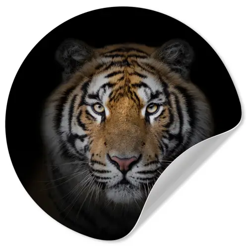 Tijger - Wilde dieren - Portret - Zwart - Dieren Wandcirkel behangsticker klein -3d