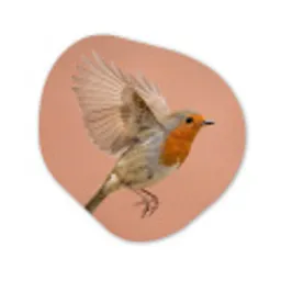 Roodborst - Natuur - Roze Wandcirkel Organisch Forex 3mm klein -3d