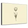 Illustratie - Tulp - Zwart Textielframe zwart klein -3d