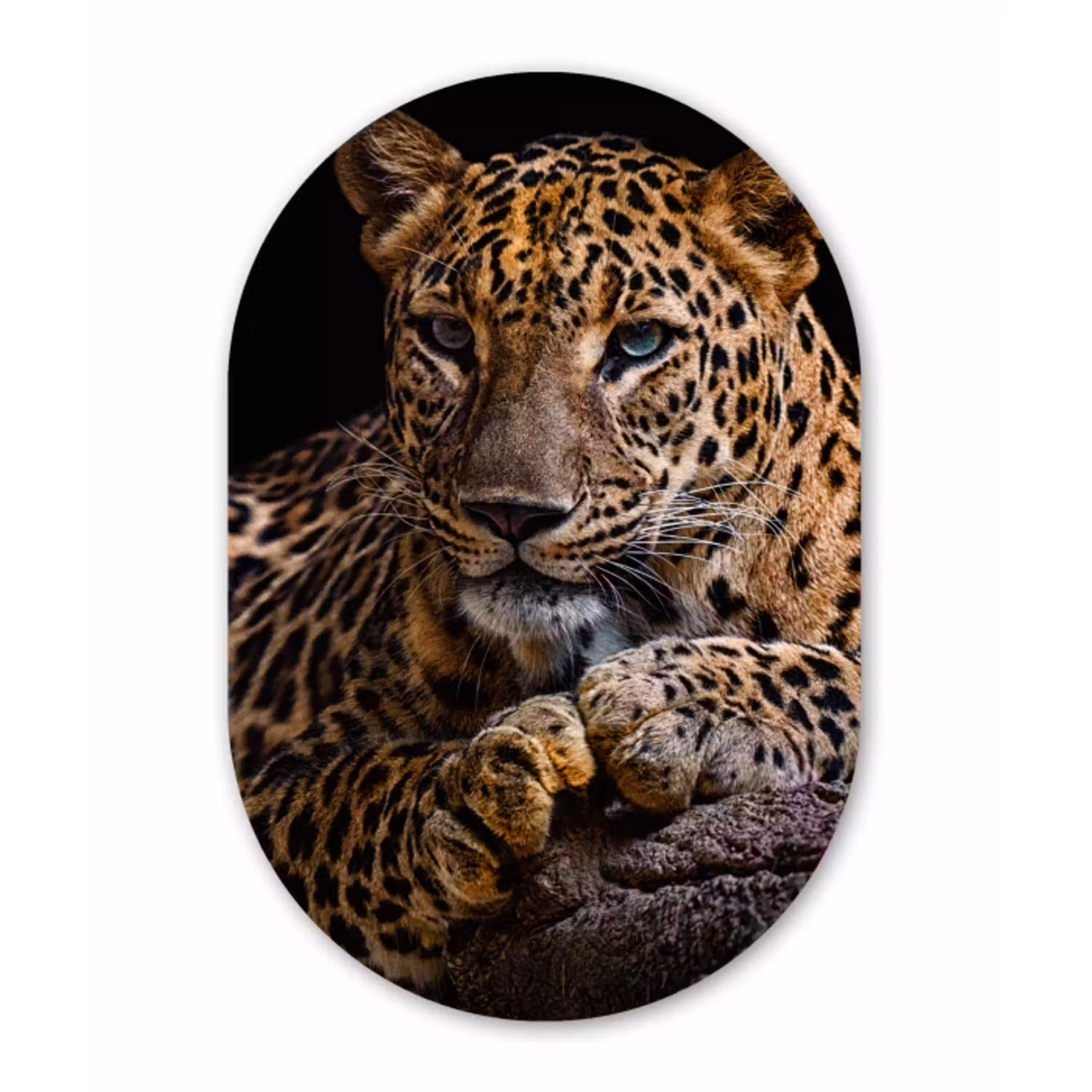 Wilde dieren - Panter - Portret - Zwart - Dieren Wandcirkel Ovaal Forex klein -3d