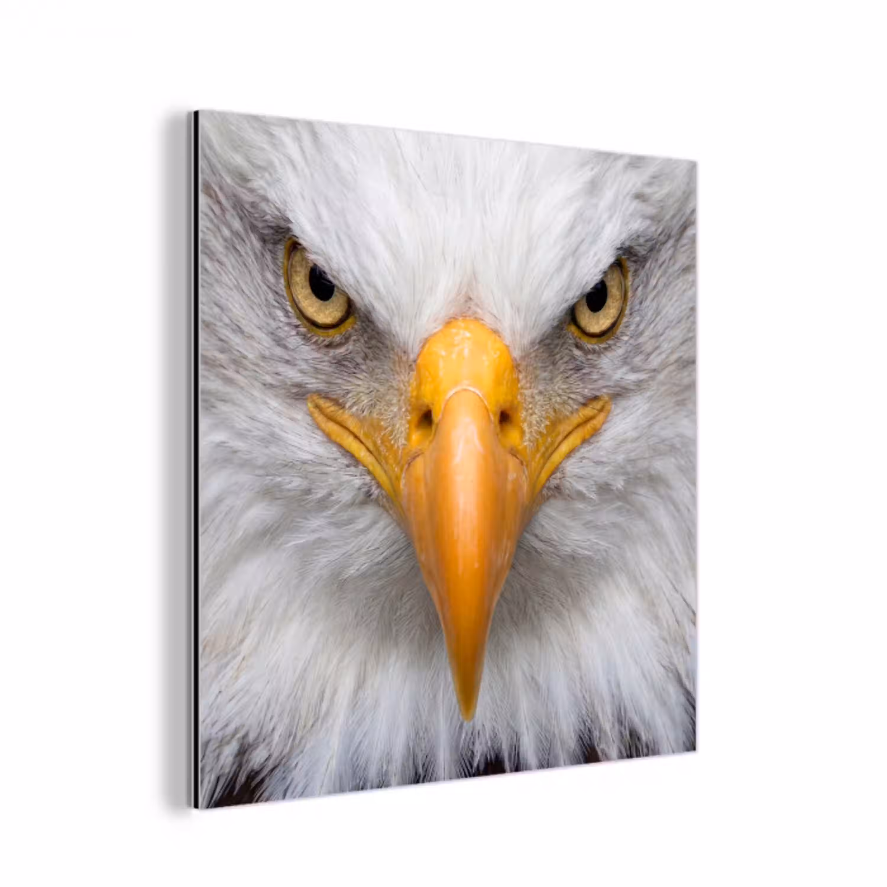 Amerikaans - Zeearend - Portret - Geel aluminium wit klein -3d