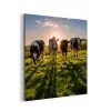 Koeien - Zon - Gras - Dieren - Boerderij aluminium wit klein -3d