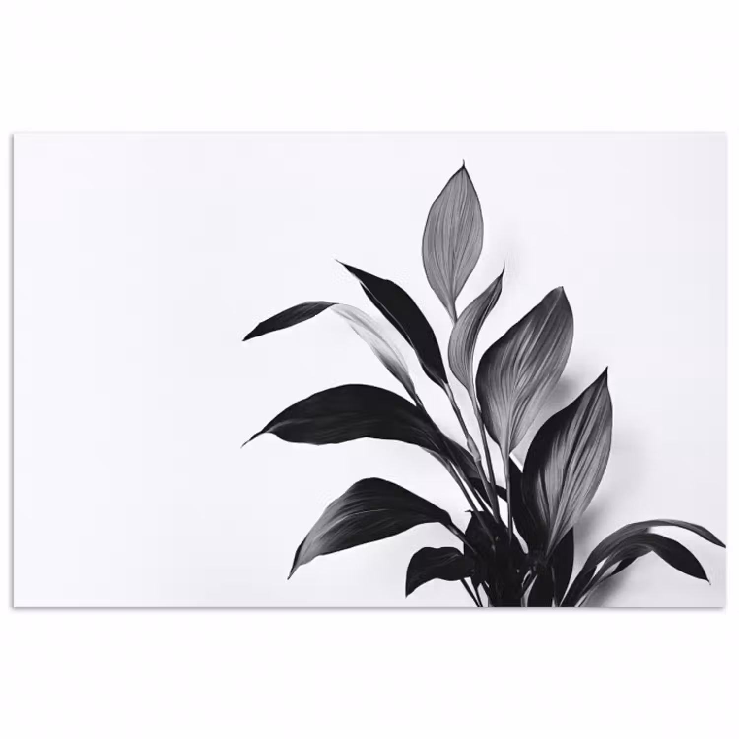Poster - Pflanze - Blätter - Minimalistisch - Schwarz