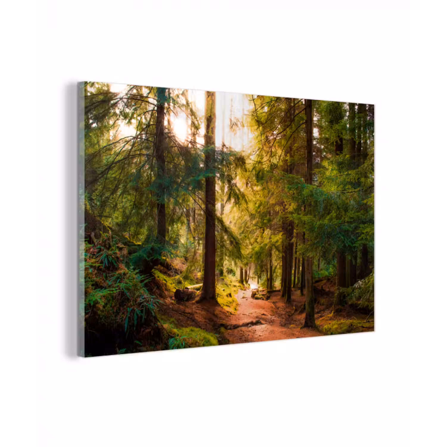 Glasbild - Wald - Weg - Bäume - Grün - Sonne - Natur