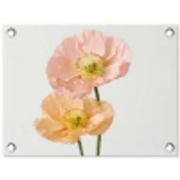 Papavers - Botanisch - Roze tuinposter los doek klein -3d