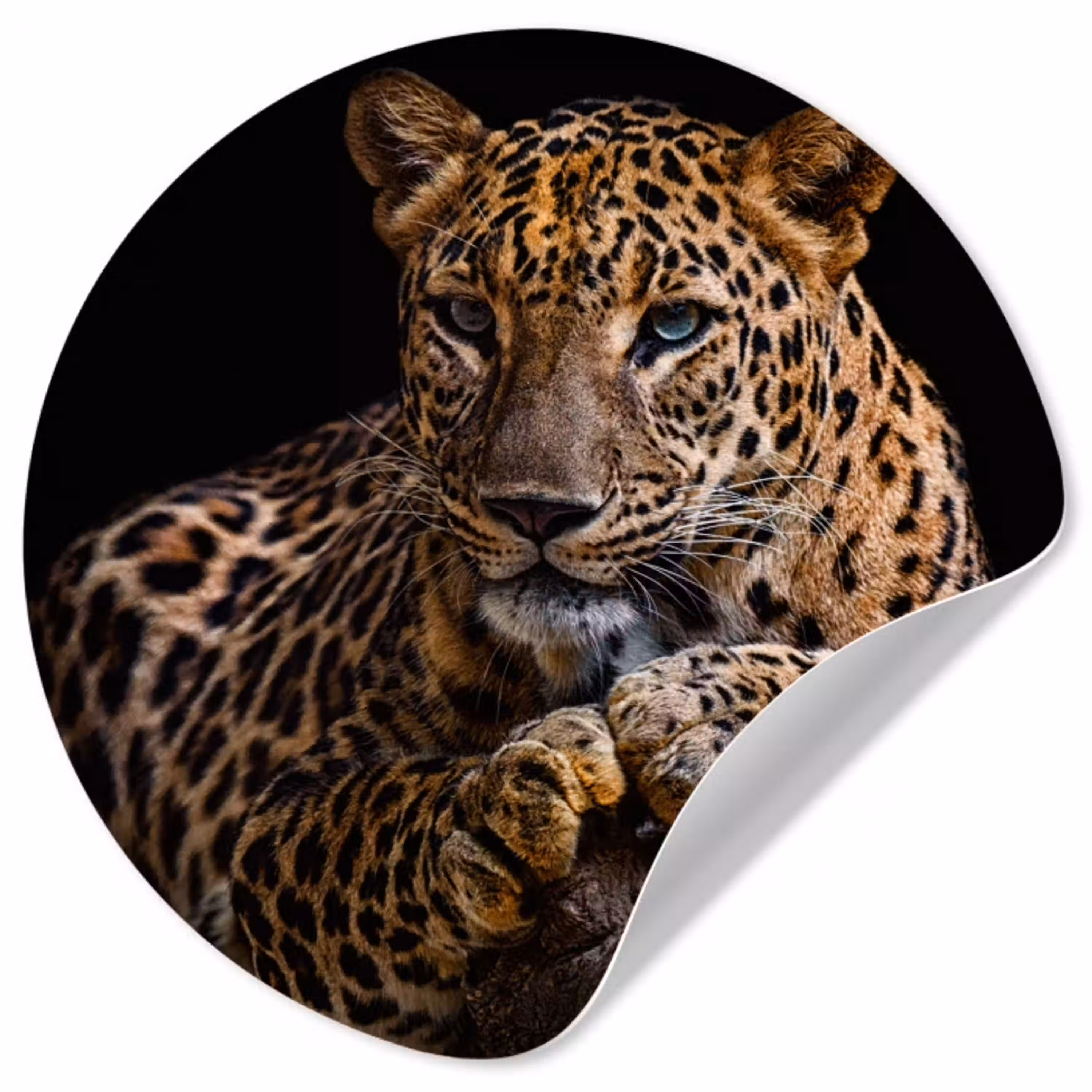 Wilde dieren - Panter - Portret - Zwart - Dieren Wandcirkel behangsticker klein -3d