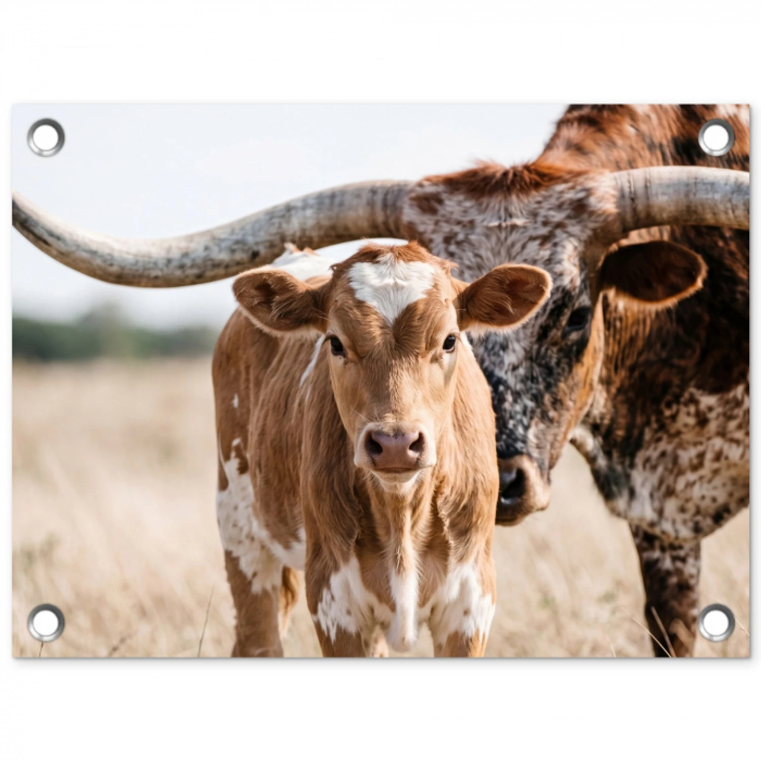 Texas Longhorn - Kalf - Weide - Dieren tuinposter los doek klein -3d