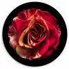 Bloem - Roos - Rood - Zwart Wandcirkel kunststof plaat 5mm dik klein -3d