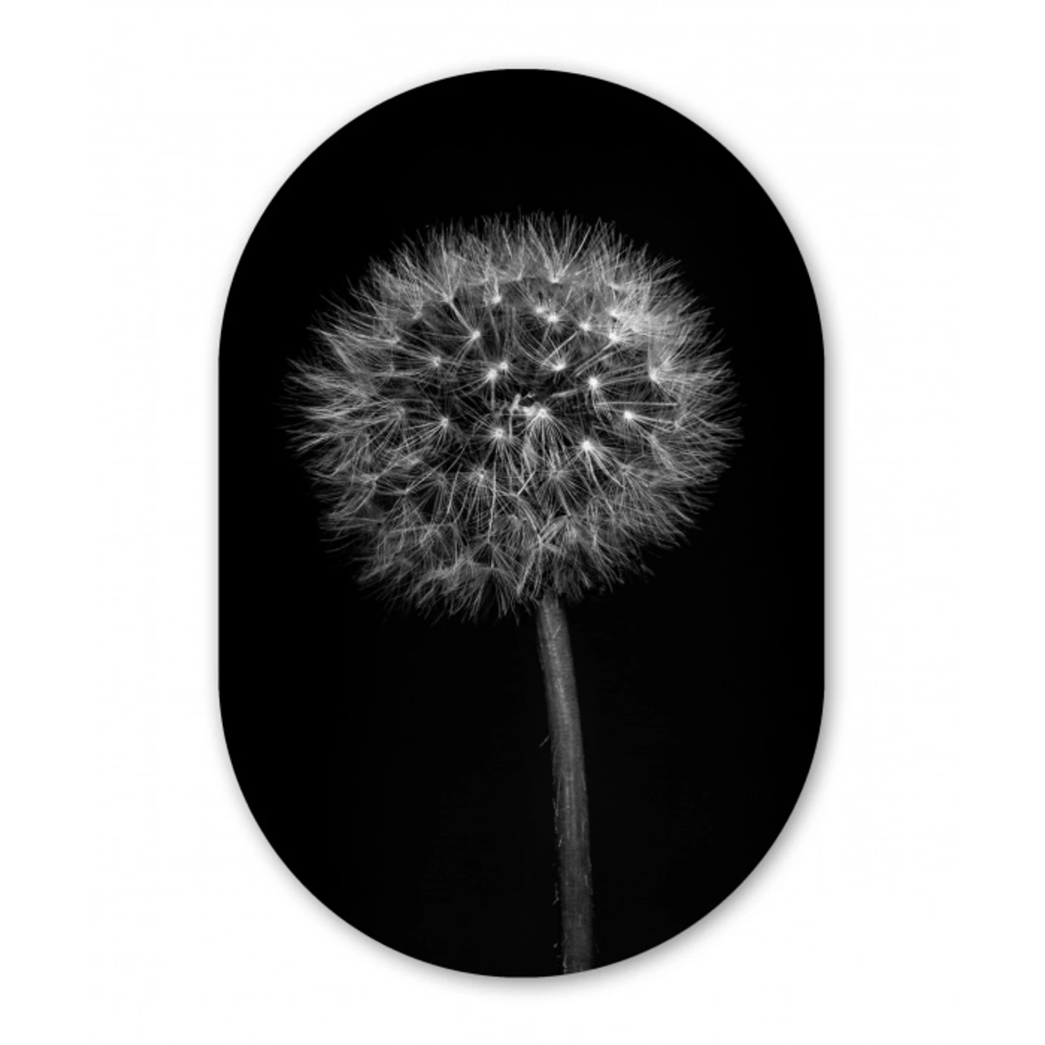 Paardenbloem - Zwart - Bloemen - Botanisch Wandcirkel Ovaal Forex klein -3d