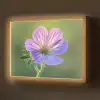 Bloem - Close up - Paars Light Box met batterij (Wandlamp) middel -z3d_website