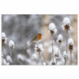 Roodborstje - Gedroogde bloem - Sneeuw - Winter - Vertederend poster papier klein -3d