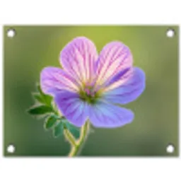 Bloem - Close up - Paars tuinposter los doek klein -3d
