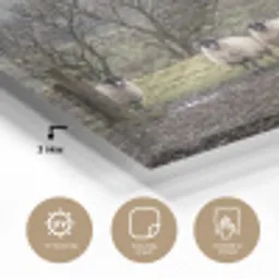 Schapen - Rij - Weide - Dieren - Platteland plexiglas 5mm klein -sfeer2