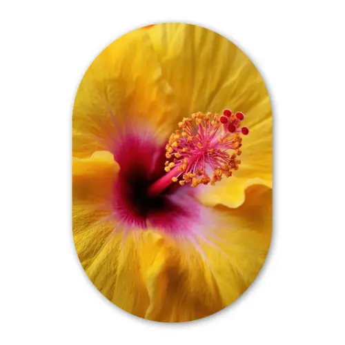 Geel - Hibiscus - Tropisch Wandcirkel Ovaal Forex klein -3d
