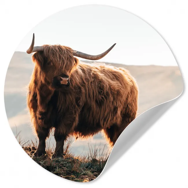 Schotse hooglander - Dieren - Landelijk - Landschap - Koe - Natuur Wandcirkel behangsticker klein -3d
