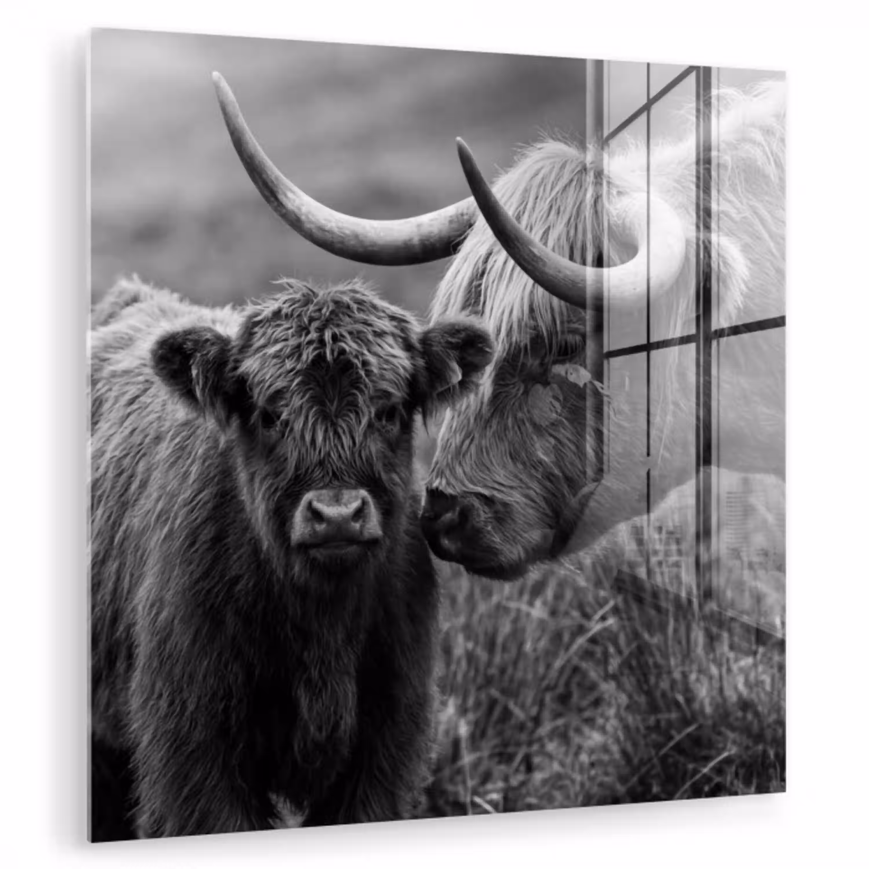 Schotse hooglander - Kalf - Zwart - Wit plexiglas 5mm klein -zzzproduct_nieuw