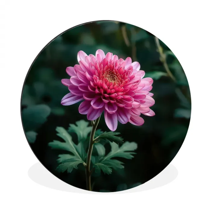 Blad - Chrysant - Roze - Schaduw Wandcirkel aluminium klein -3d