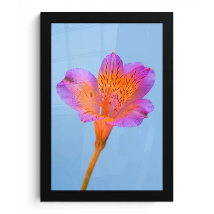 Bloem - Detail - Kleurrijk fotolijst zwart zonder passe partout klein -3d