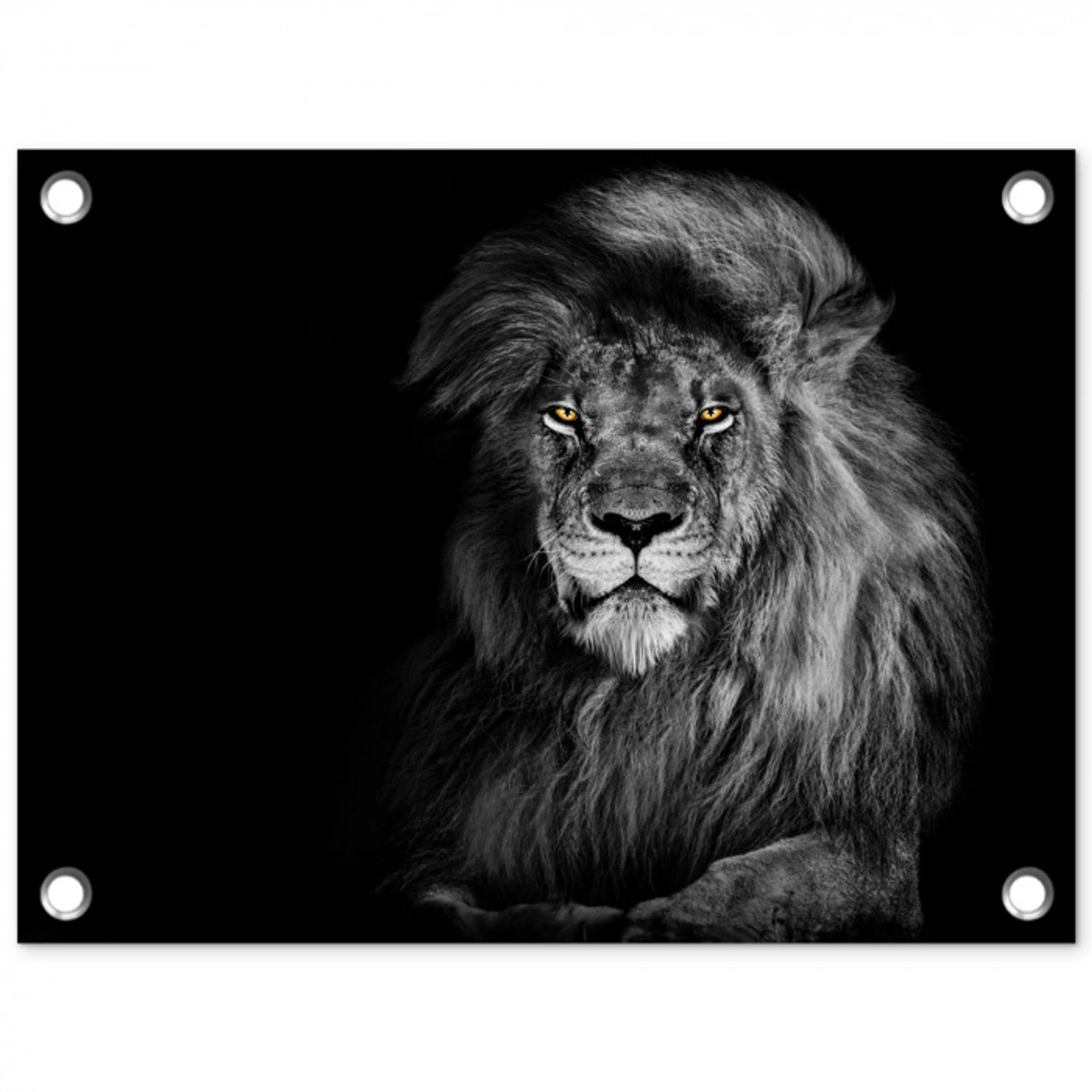 Leeuw - Ogen - Oranje - Zwart wit - Dieren - Portret tuinposter los doek klein -3d