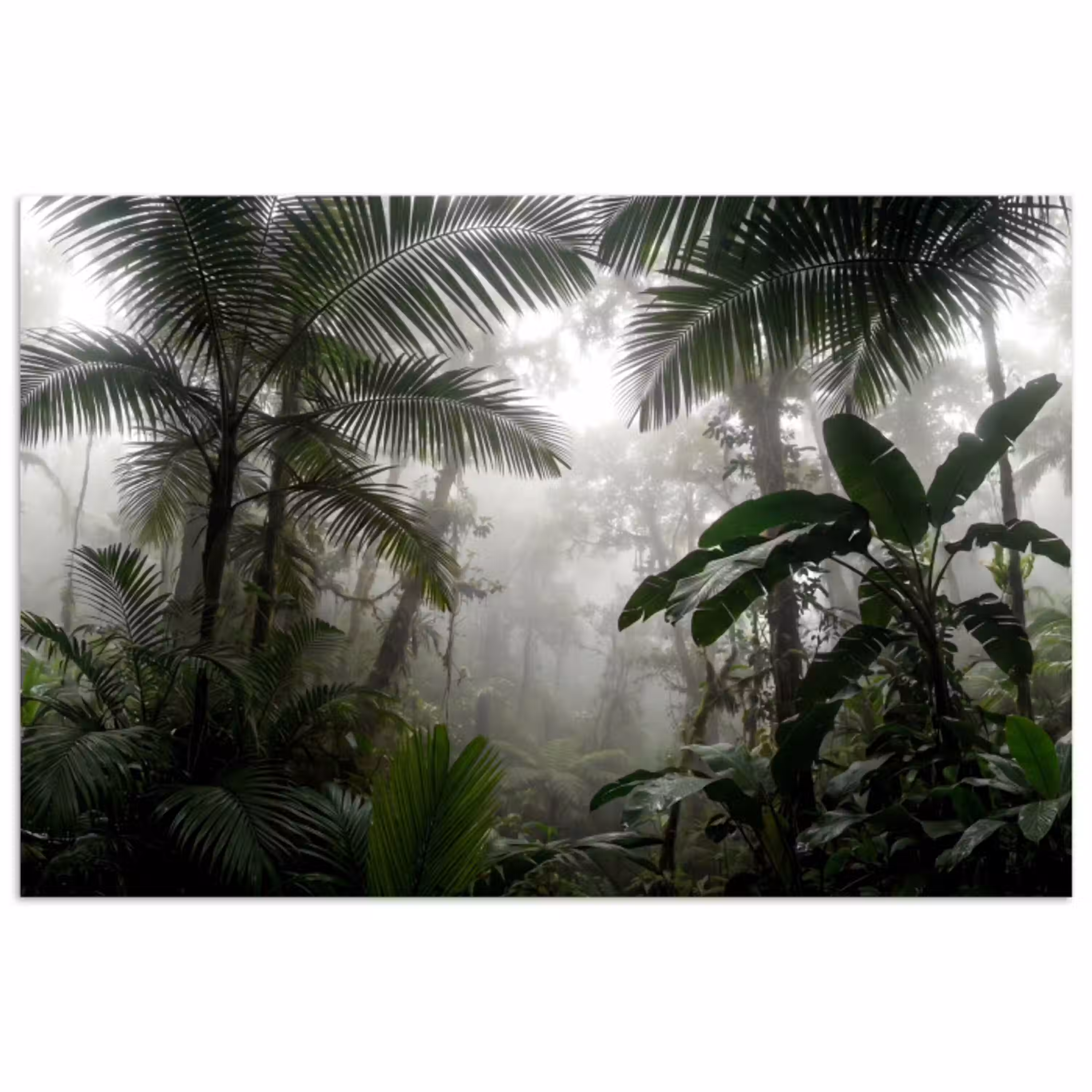 Natuur - Jungle - Mist - Groen - Bladeren poster papier klein -3d