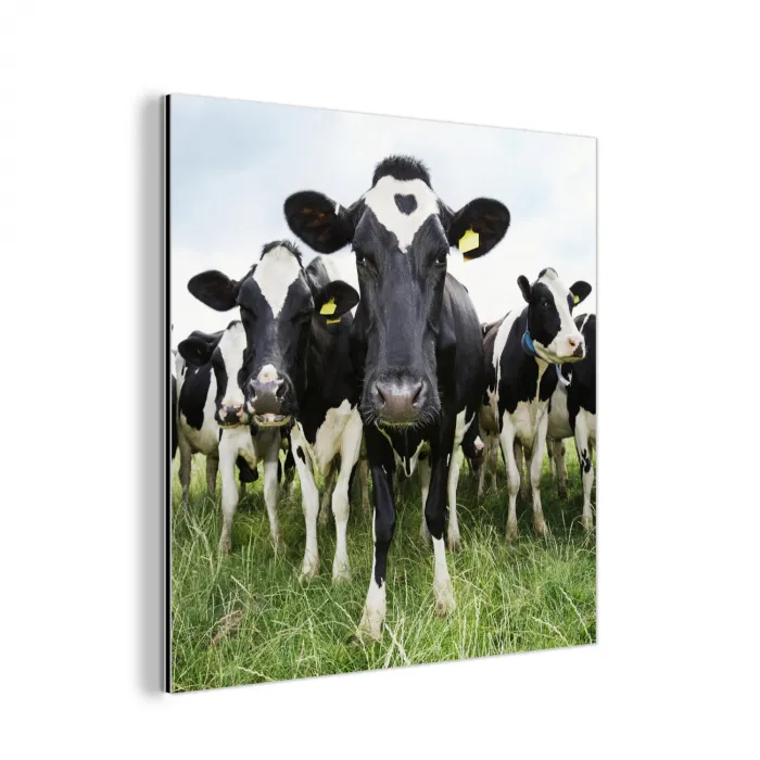Koeien - Gras - Lente - Dieren - Weiland - Boerderij aluminium wit klein -3d
