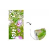 Bloemen - Natuur - Groen - Gras - Paars - Wit fotobehang vinyl groot -3d