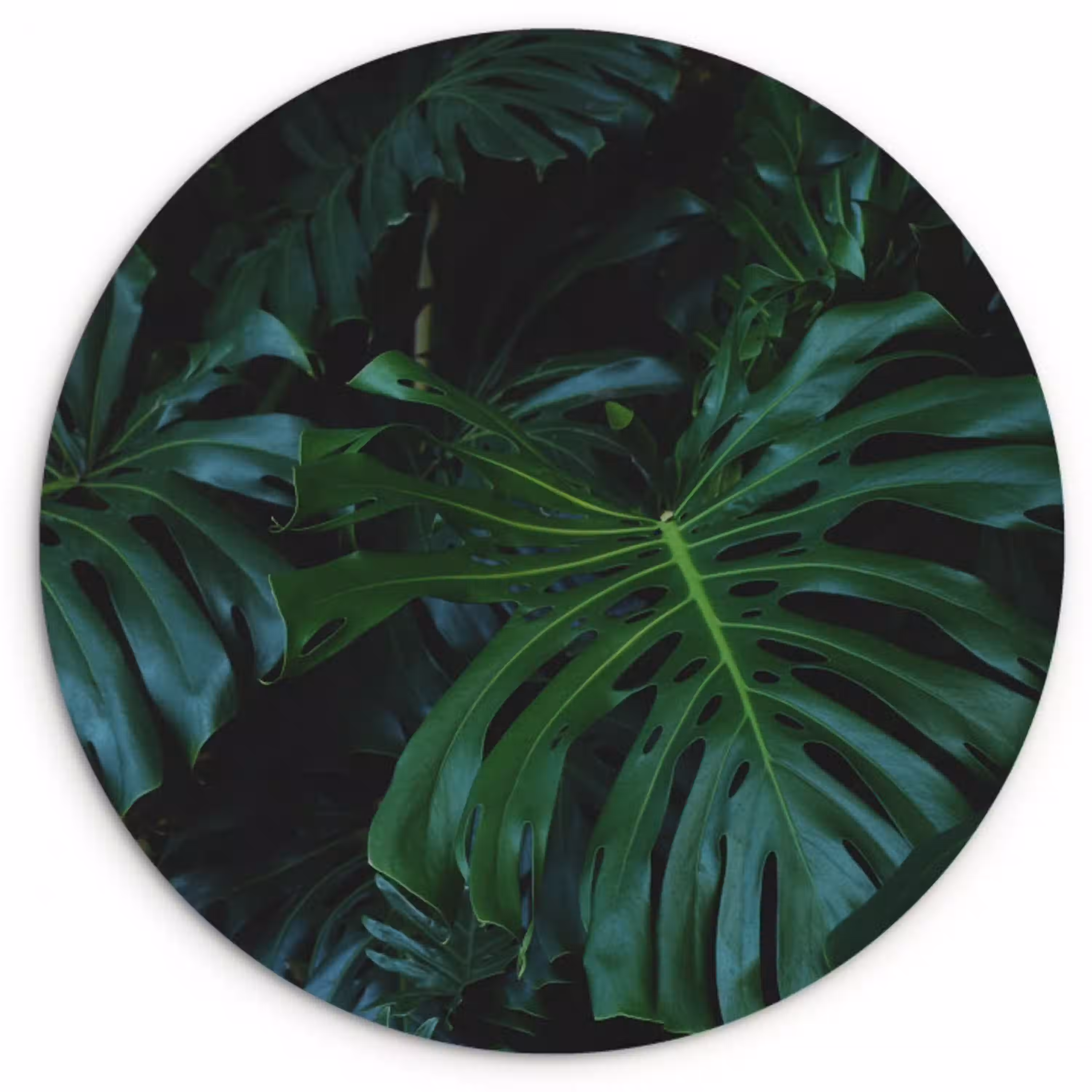 Monstera -  Inductie beschermer - Bladeren - Tropical - Afdekplaat voor kookplaat Wandcirkel plexiglas middel -3d