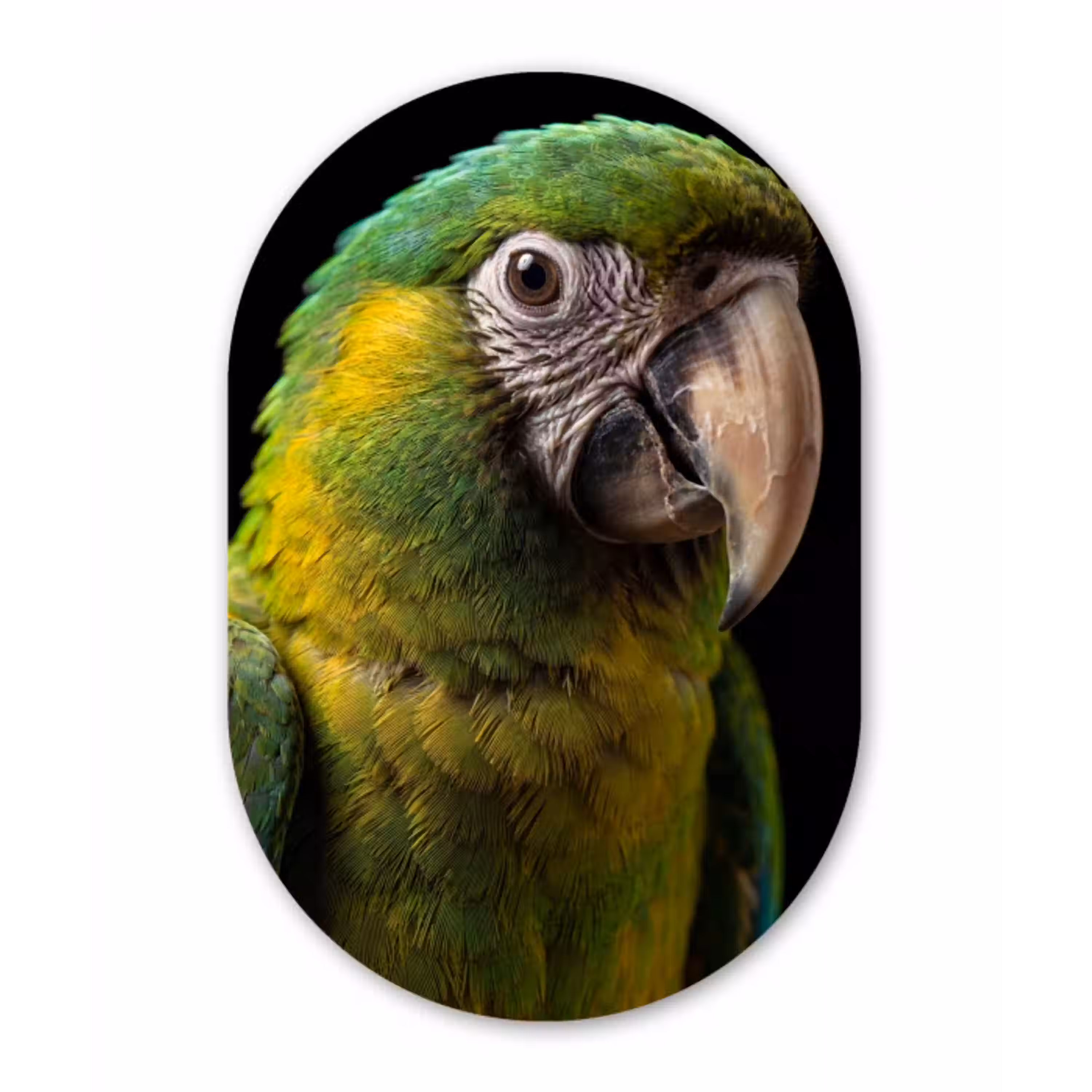 Ara - Portret - Groen Wandcirkel Ovaal Aluminium middel -3d