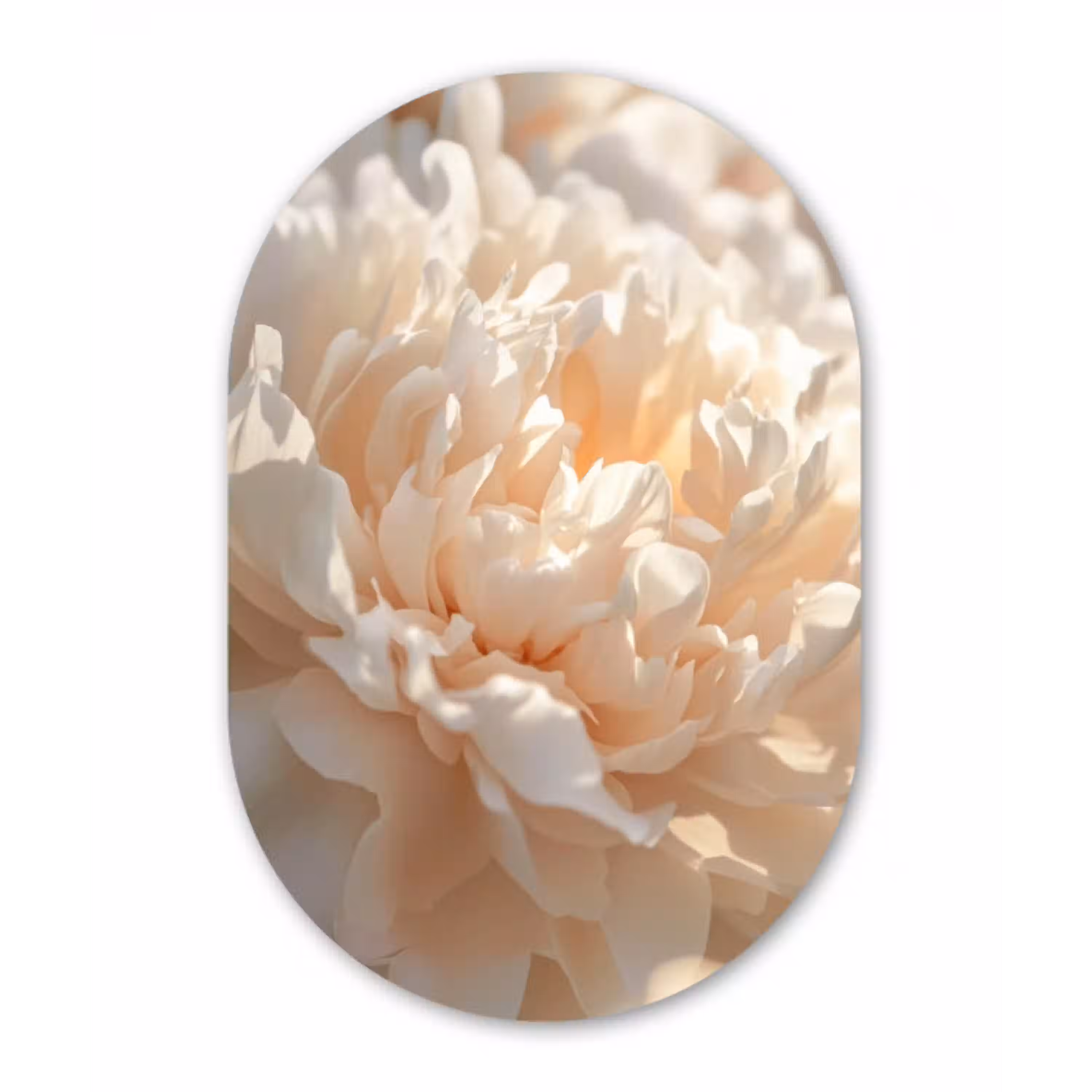 Close up - Pioenroos - Lichtroze Wandcirkel Ovaal Glas middel -3d
