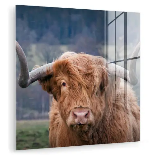 Schotse Hooglander - Koeienkop - Landschap - Natuur - Koe plexiglas 5mm klein -zzzproduct_nieuw