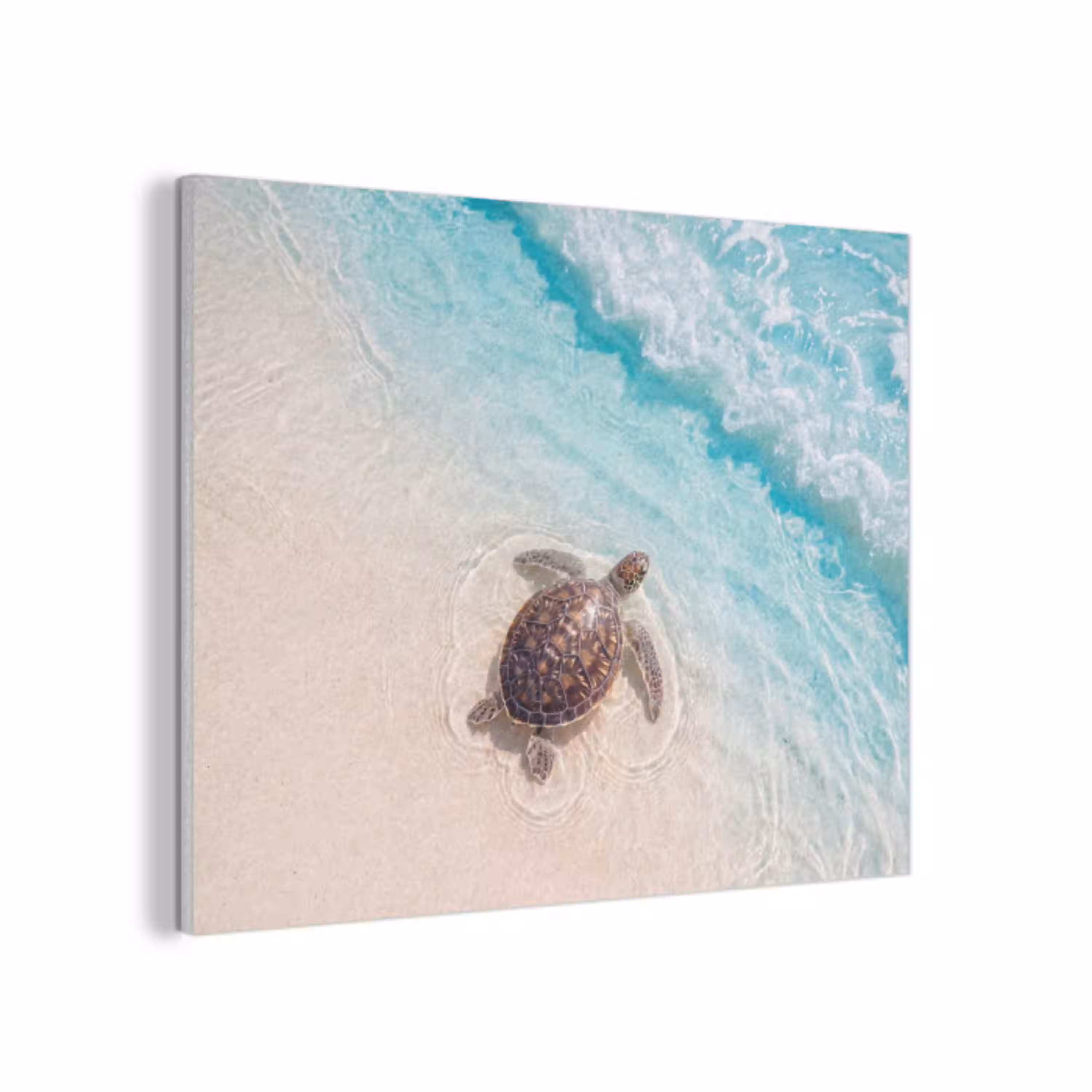 Schildpad - Helder water - Strand - Dieren - Natuur PET vilt klein -3d
