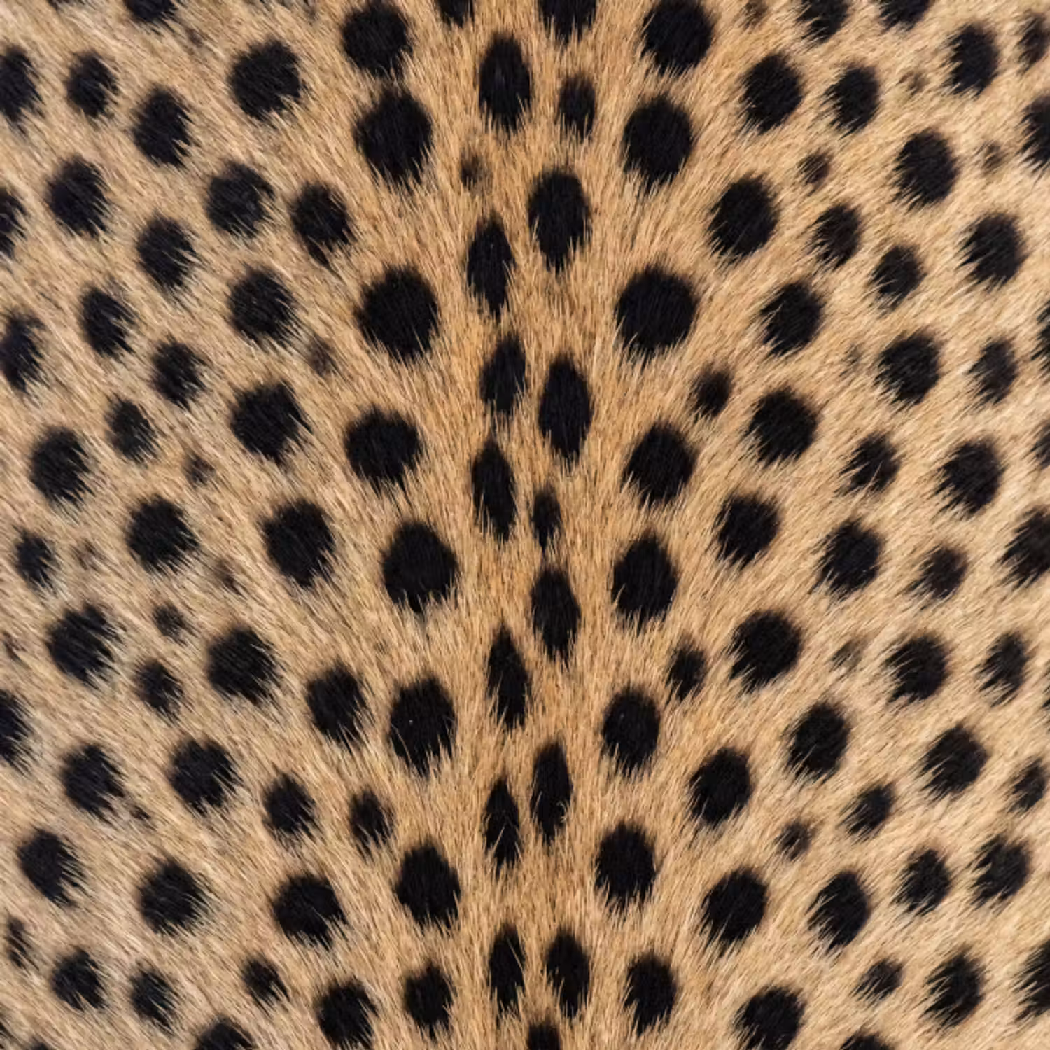 Tapete - Mantel - Gepard - Schwarz - Weiß