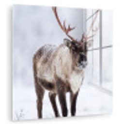 Rendier - Gewei - Toendra - Sneeuw - Wild plexiglas 5mm klein -zzzproduct_nieuw