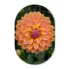 Dahlia - Bloem - Oranje Wandcirkel Ovaal Forex klein -3d