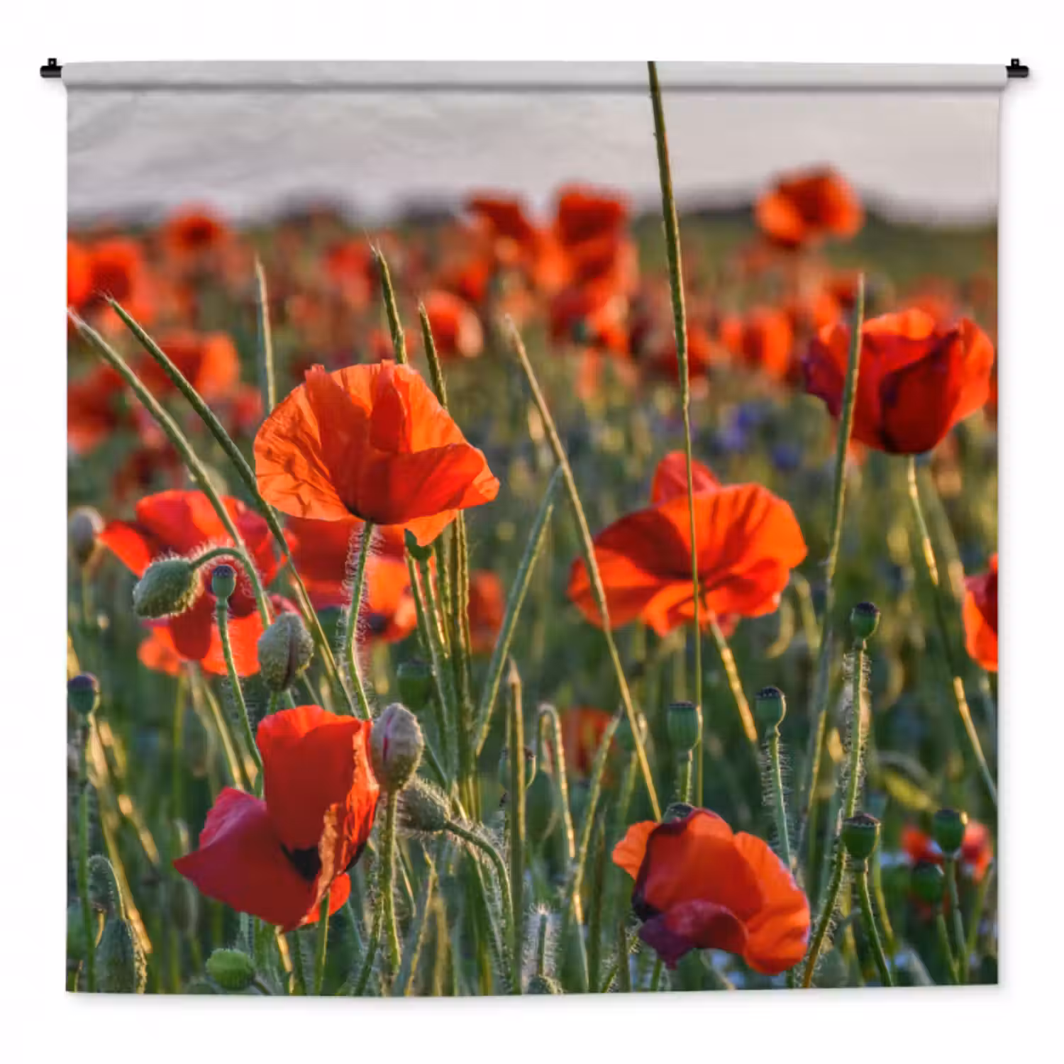 Wandteppich - Blumen - Mohnblumen - Natur - Rot