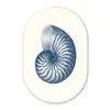 Blauw - Schelp - Spiraal Wandcirkel Ovaal Forex klein -3d