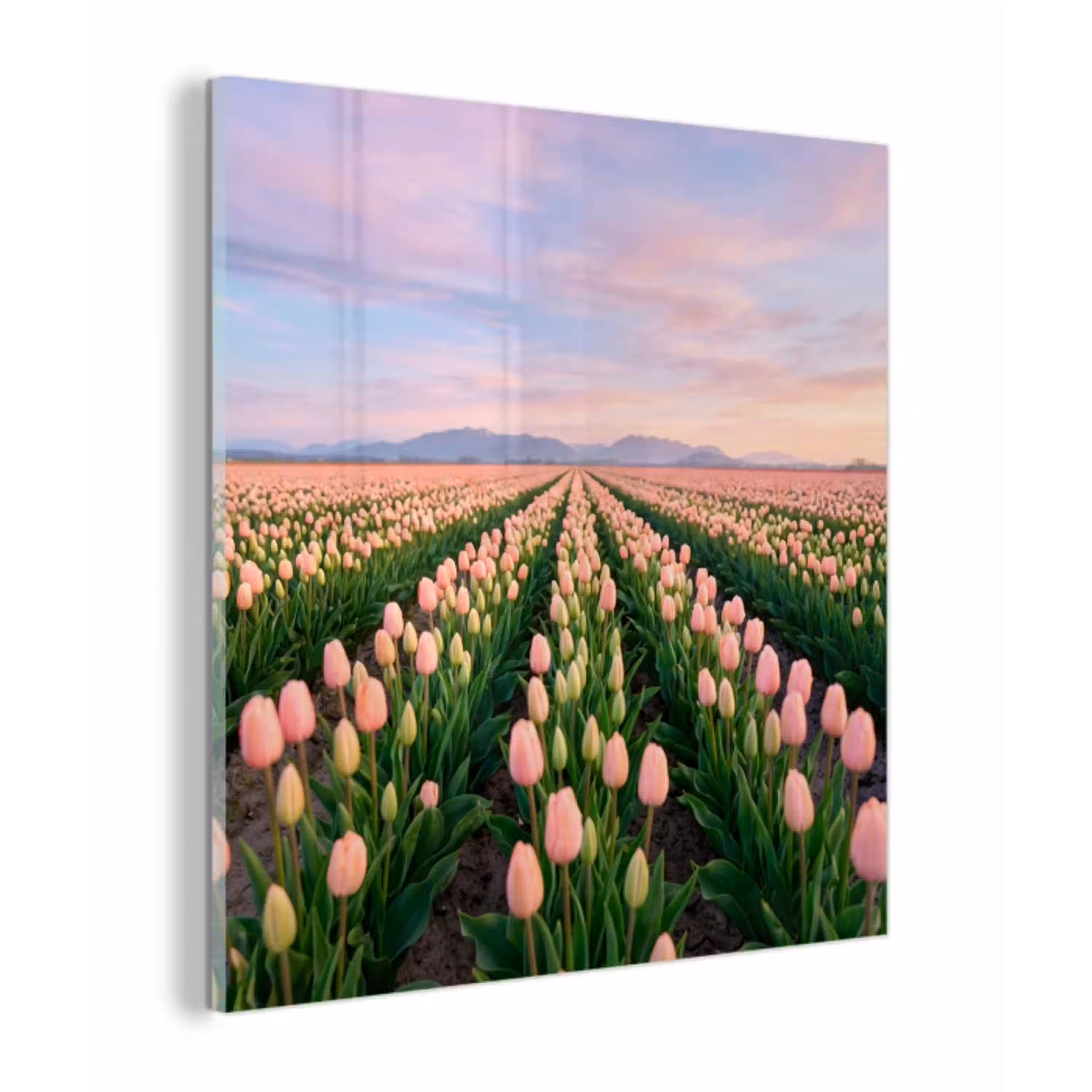 Tulpen - Landschap - Roze plexiglas 5mm klein -z3d
