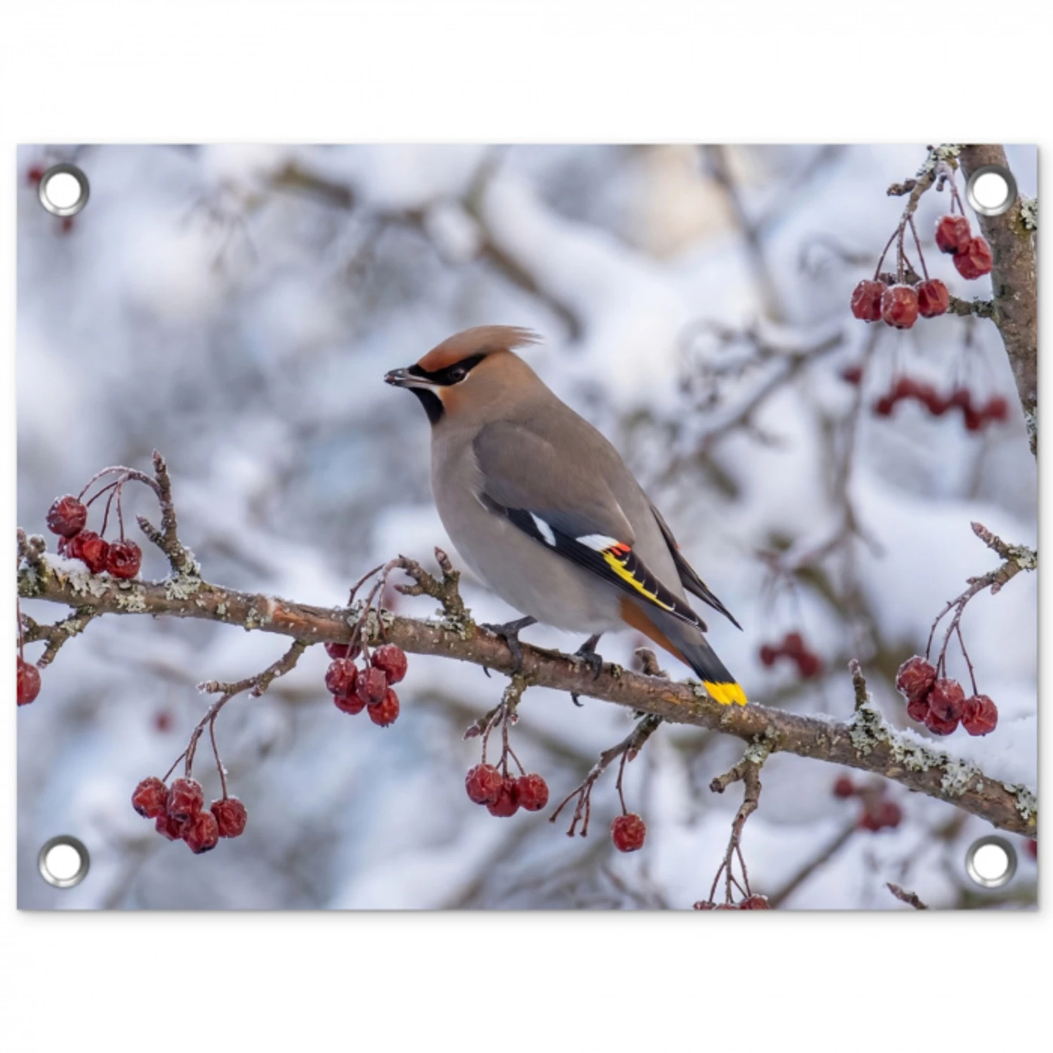 Pestvogel - Bessen - Winter - Natuur tuinposter los doek klein -3d