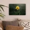 Bloem - Narcis - Gras - Geel canvas 2cm klein -sfeer1
