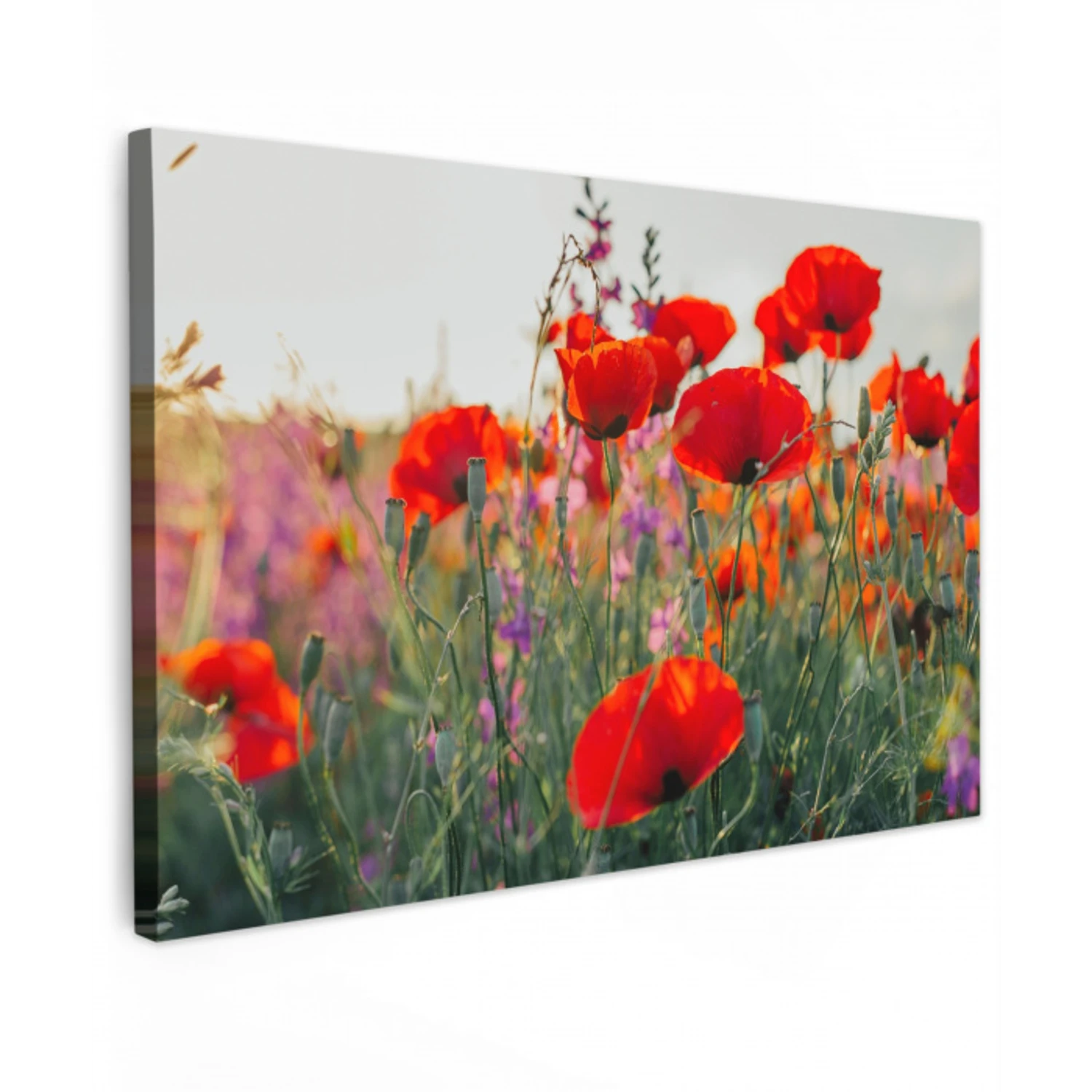 Rode klaprozen in de avondzon Tuinposter op houten frame 2 cm dik klein -3d