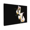 Orchidee - Bloemen - Planten - Botanisch canvas 2cm klein -z3d