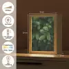 Sparrentakken - Knoppen - Naalden - Groen Light Box met kabel (Tafellamp) klein -USP_NL
