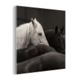 Paarden - Zwart - Wit - Kudde plexiglas 5mm klein -z3d