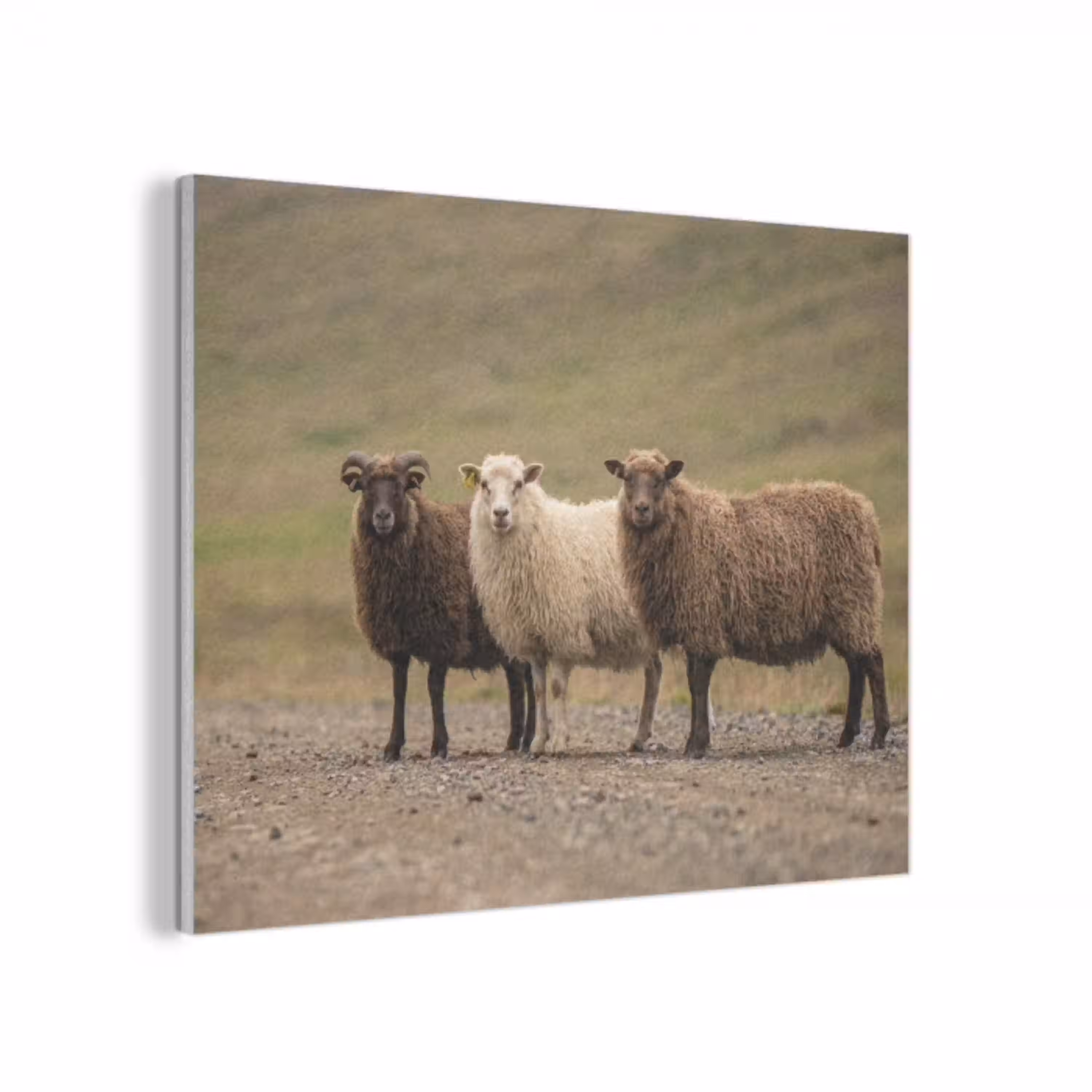 Schapen - Bruin - Wit - Grindpad PET vilt klein -3d